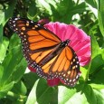 Dr. Ted Burk, professor of biology, calls the monarch migration an incredible phenomenon and has devoted much of his professional...